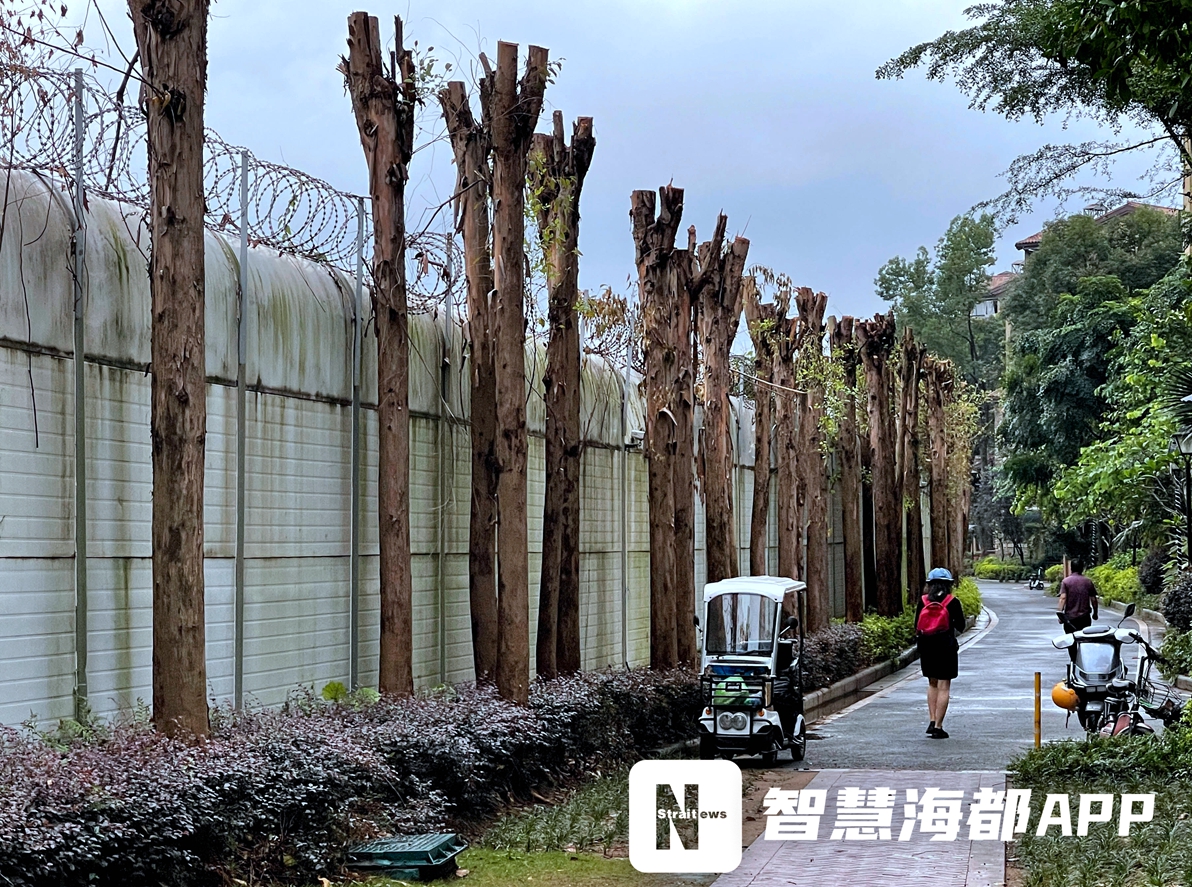 香樟树评估价是多少(福州一小区，百余棵大树被砍“秃”，业主心疼)