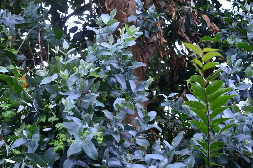 蓝桉树图片(蓝桉树的品种以及主要价值介绍)