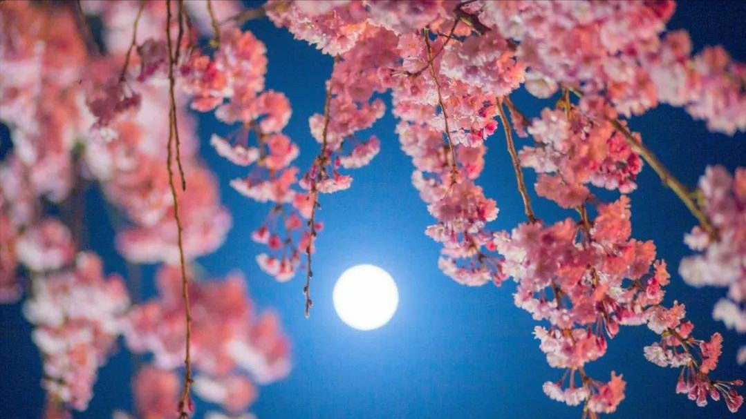 12首关于樱花的古诗词：樱花烂漫，堆云叠雪，千株万片绕林垂