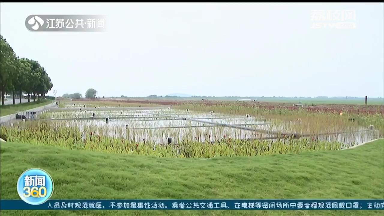 污水处理厂的出水还能养鱼？全靠这片生态安全缓冲区
