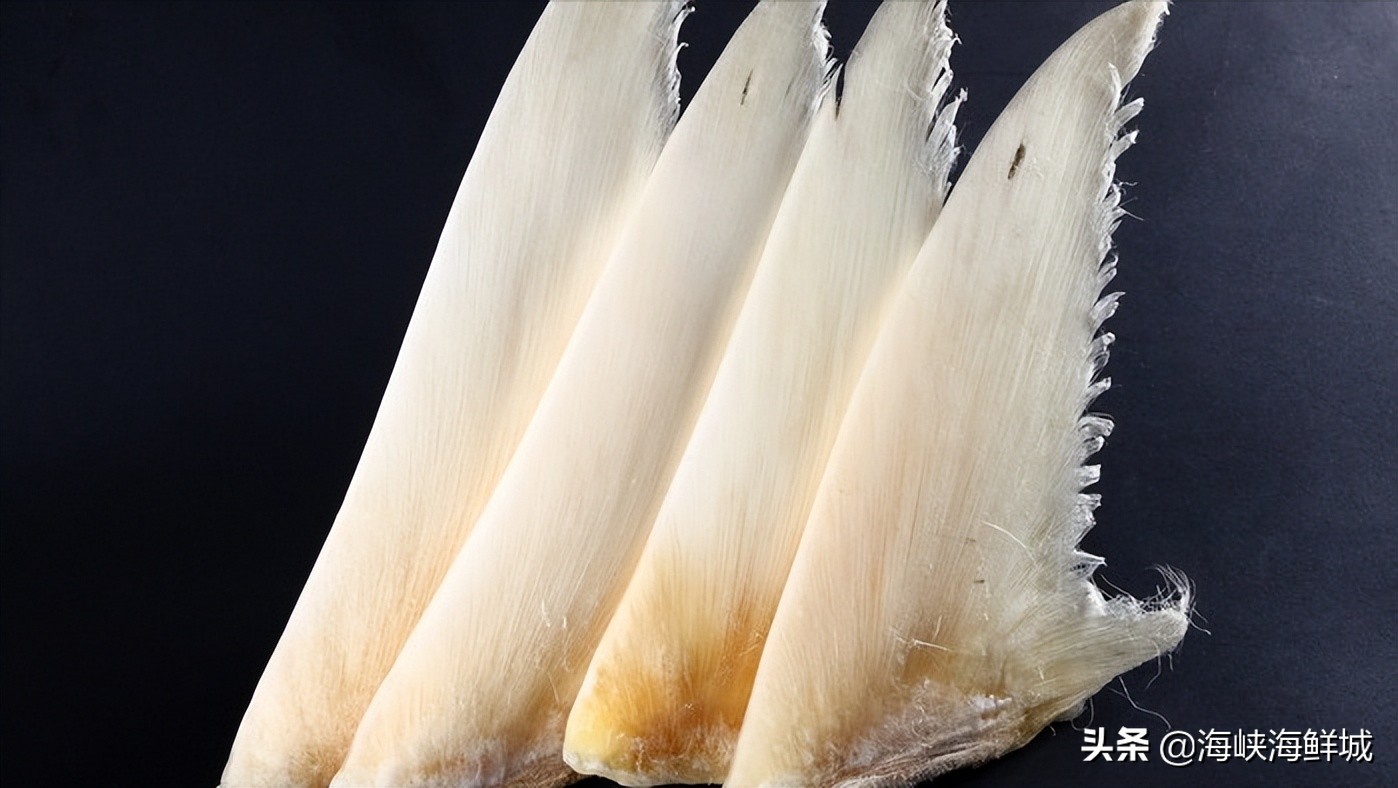 鱼翅知识百科,鱼翅的家常做法 鱼翅的营养价值盘点