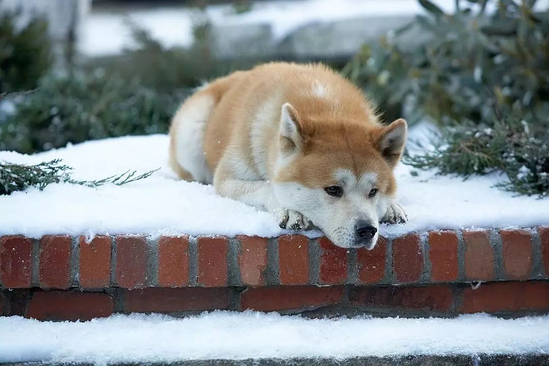 星守之犬电影剧情「梳理」
