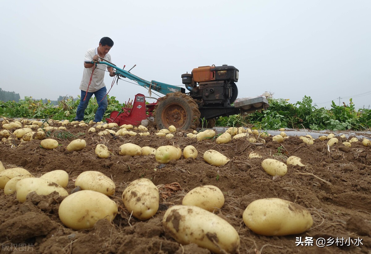 土豆种植时间（教你5个技巧出苗快芽苗健壮）