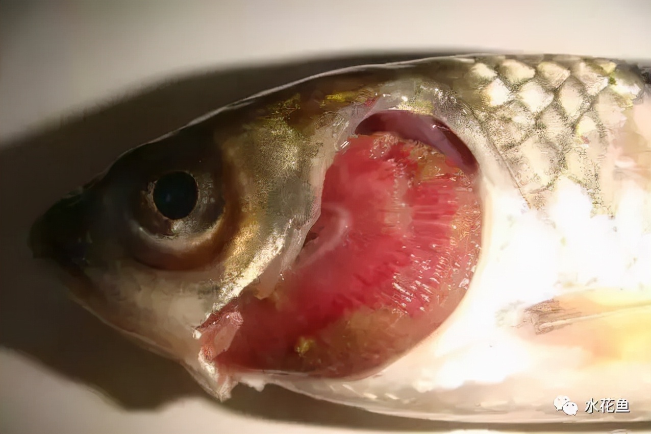 凭肉眼观察病鱼的“三大症状”来进行鱼病诊断