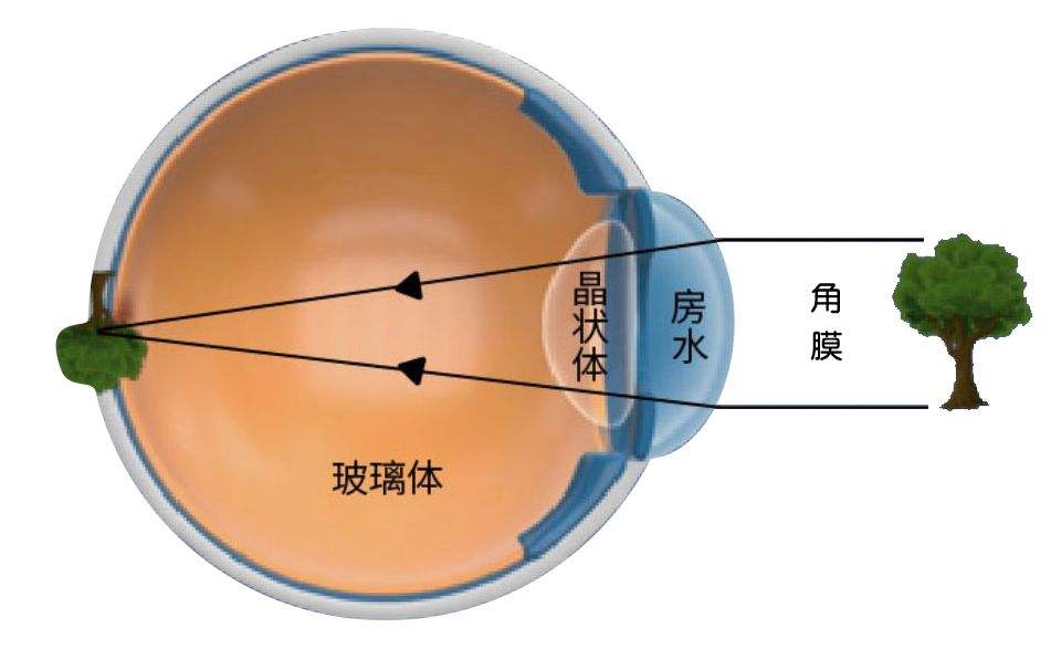 高达5.76亿像素，占用大脑65%的“内存”！人类眼睛有多强大？