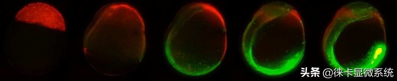 MicaCam课堂 第2集 了解斑马鱼胚胎发育过程中细胞连接的影响