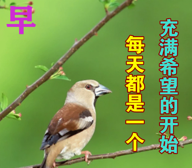 冬日清晨问候朋友早上好表情包祝福语 愿你一生被爱、一生可爱图片