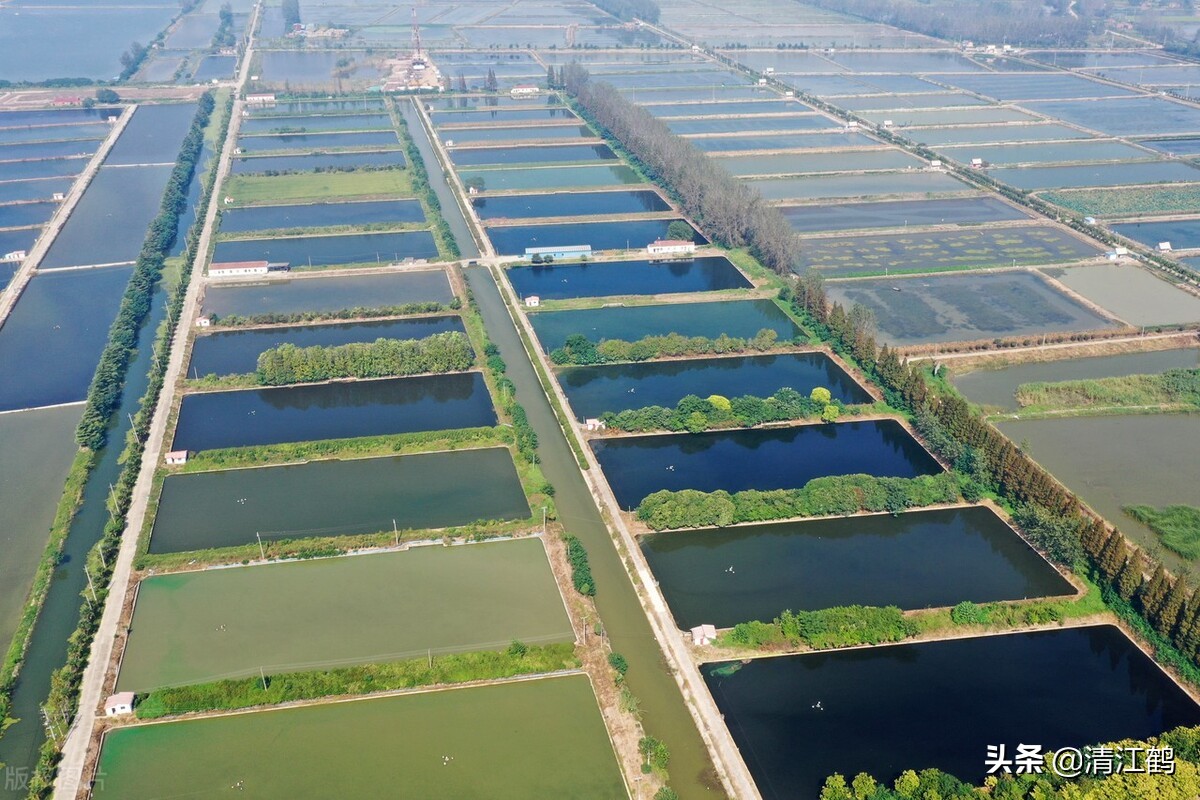 河里的螃蟹是吃什么食物长大的？过好"四关"是成功饲养螃蟹的关键