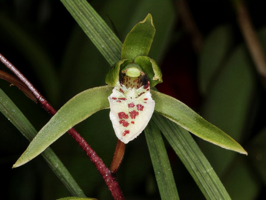 29个兰花品种，名称与图片都在这里了，你还傻傻分不清吗？