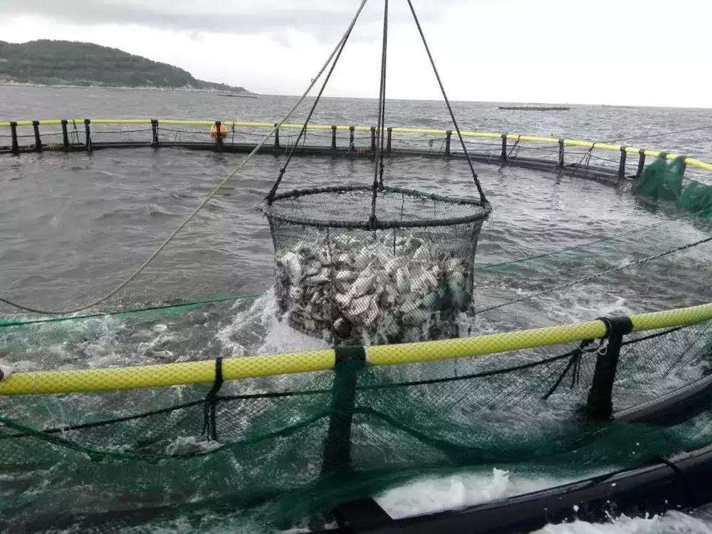 美济岛将成为中国南海第一城，自然风光优美，大家愿意去定居吗？