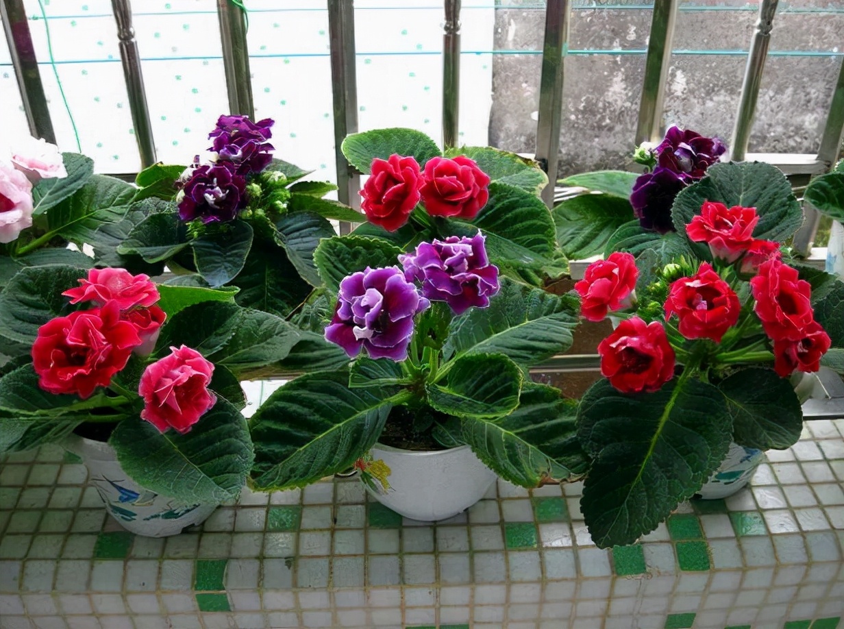 十大名贵花卉家庭盆栽（介绍10种高档又吉祥的富贵花）