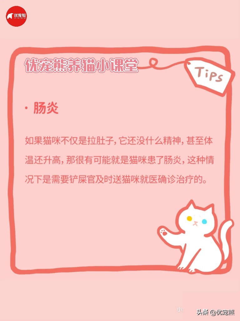 猫盒科普｜猫咪腹泻怎么办