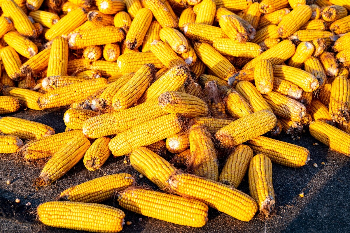 1月19日国内各地玉米价格发布