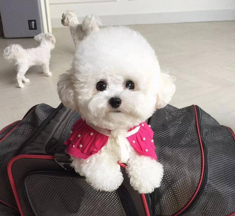 "比熊犬"详解篇,有关于它,你了解多少?