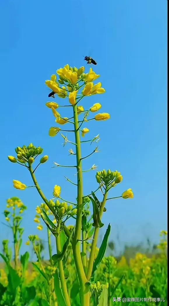 春暖花开，群芳争艳，一束鲜花，一份祝福