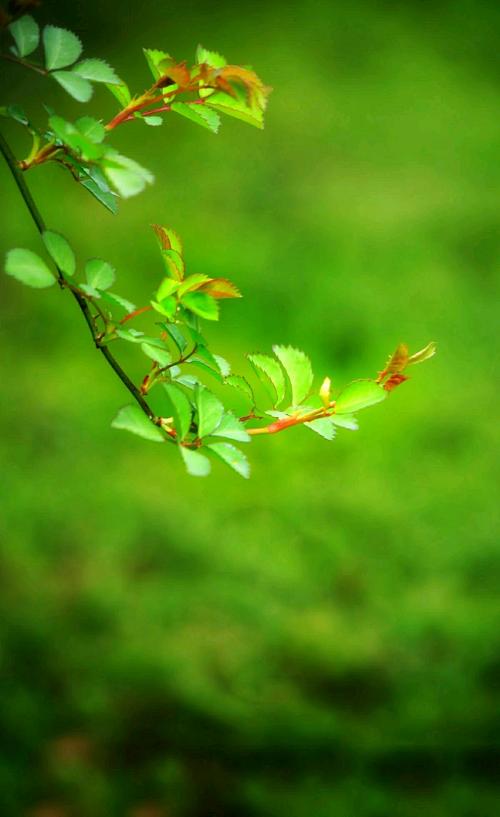 春風花草香,花枝搖曳,花蕾孕育,生命的模樣是一幅清美的畫卷,適意之間