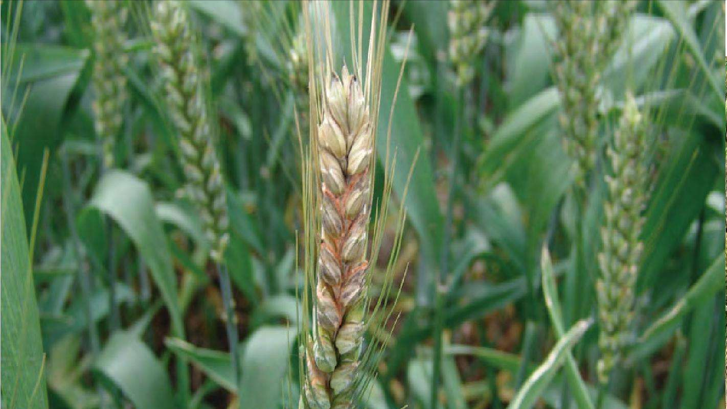 第11期/ 2022年小麦“两病”呈重发态势？用两遍TA前防后治