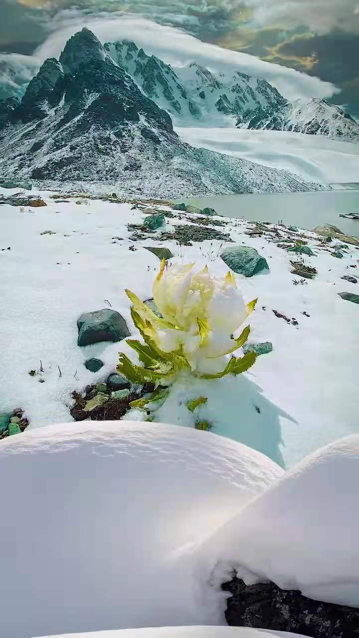 冰山雪蓮圖片(花朵美圖) - 赤虎壹號