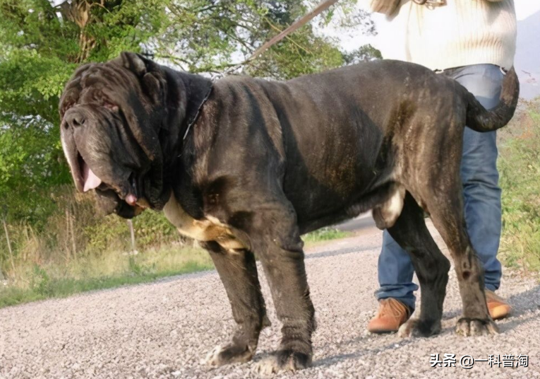 日本土佐犬(世界上最凶猛的十大恶犬，日本土佐上榜，藏獒只能屈居第二)