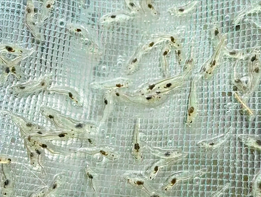 南美白对虾生长周期表图片