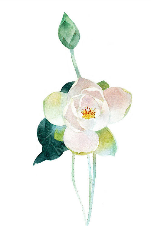 荷风莲香，史上最唯美的60句荷花古诗词（建议收藏）