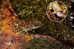 吉林女子冬捕，冰雕蛤蟆火了！林蛙属于哪一级国家保护动物