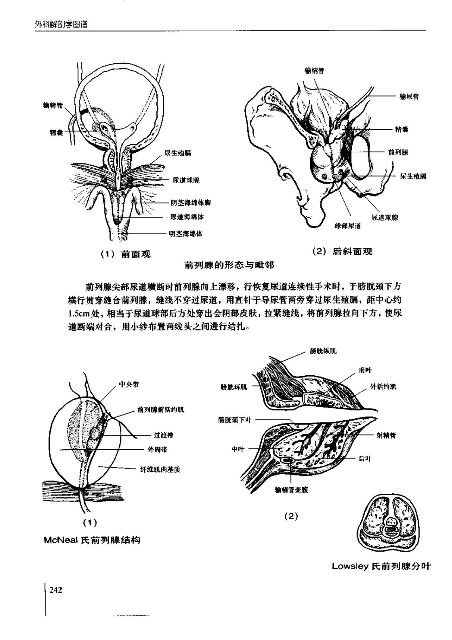 人体内脏位置图(图示集‖外科解剖学图谱(8-5)盆部)