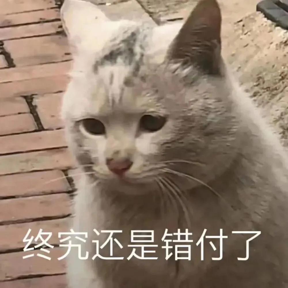 猫咪搞笑表情包