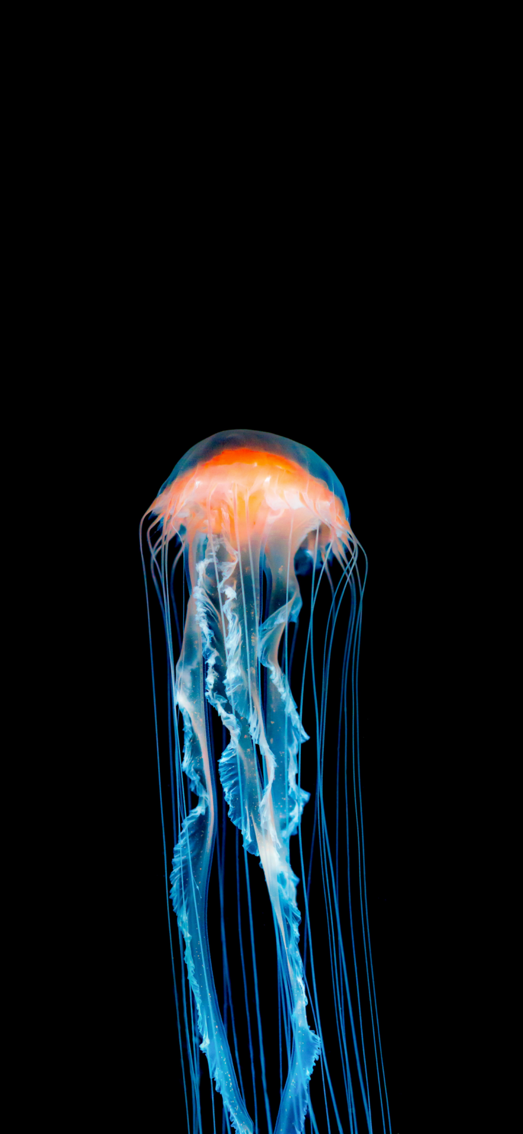 1080_2340竖版 竖屏