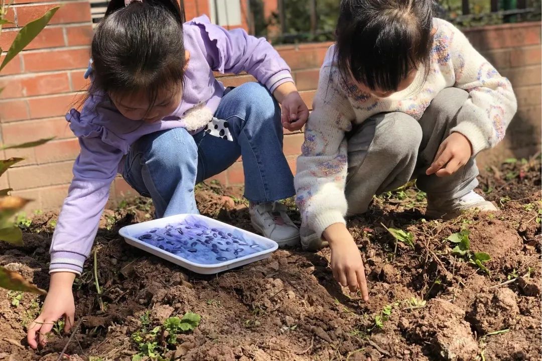 英卓恩达州园 | 种植探究式活动，让每个孩子都闪光