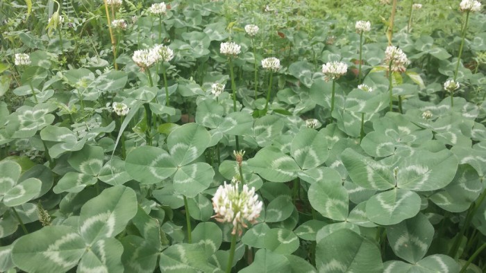 植物花卉品种大全图片（科普100个花卉图鉴）