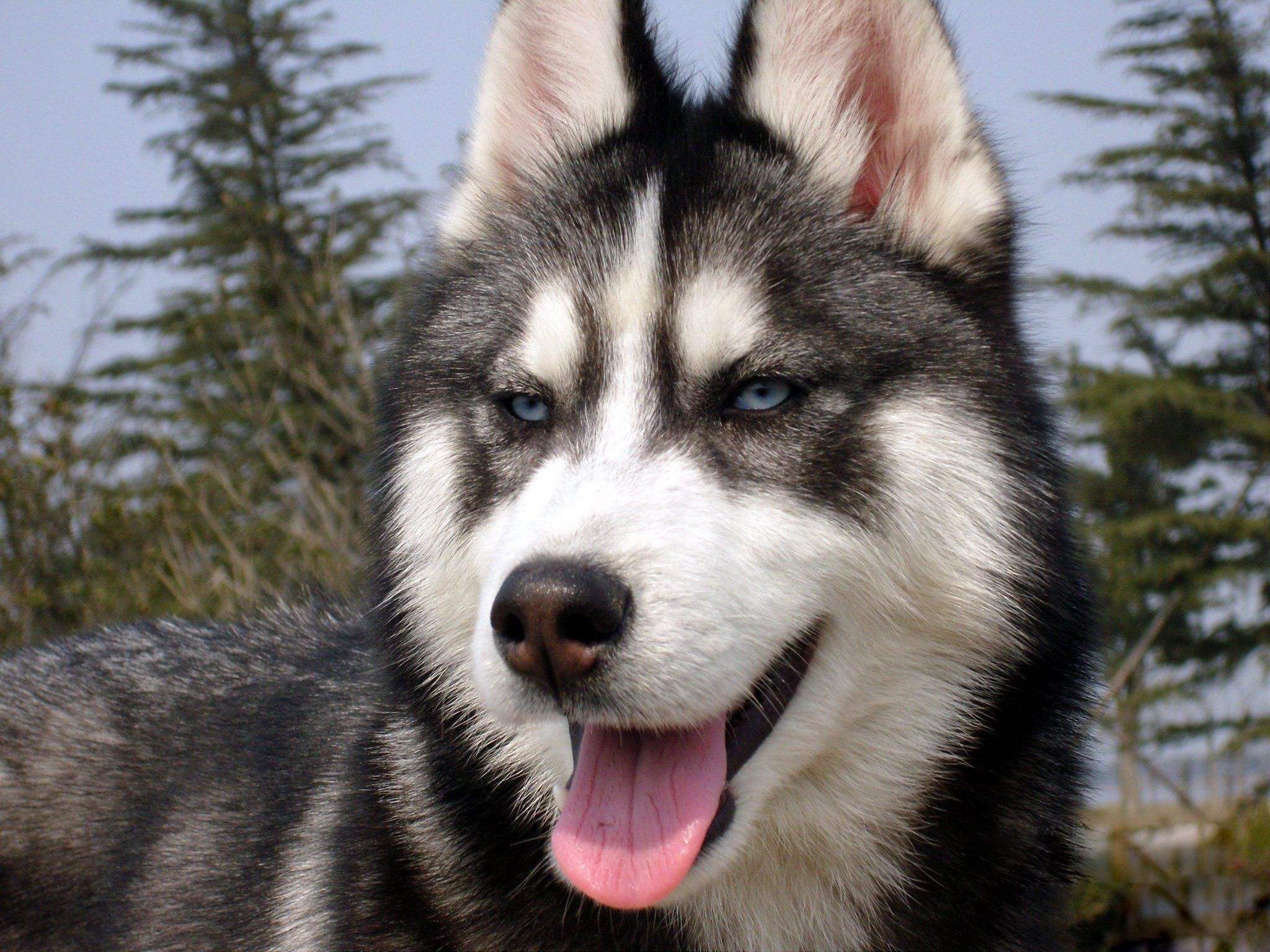 都是一分钱一分货,市面上的狗粮非常多,而且价格各有千秋;① 给哈士奇