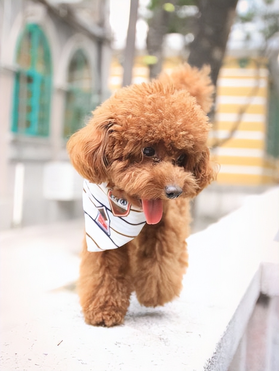 曾经非常受欢迎的泰迪如今怎么没什么人喜欢养了