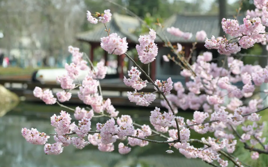 「诗词鉴赏」春日正好，春花烂漫，在古诗词里寻找最美的春日