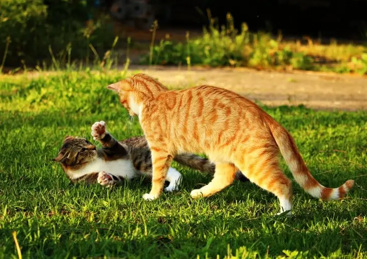 猫咪每天都在忙什么？看看猫的时间规划！网友：同款猫咪