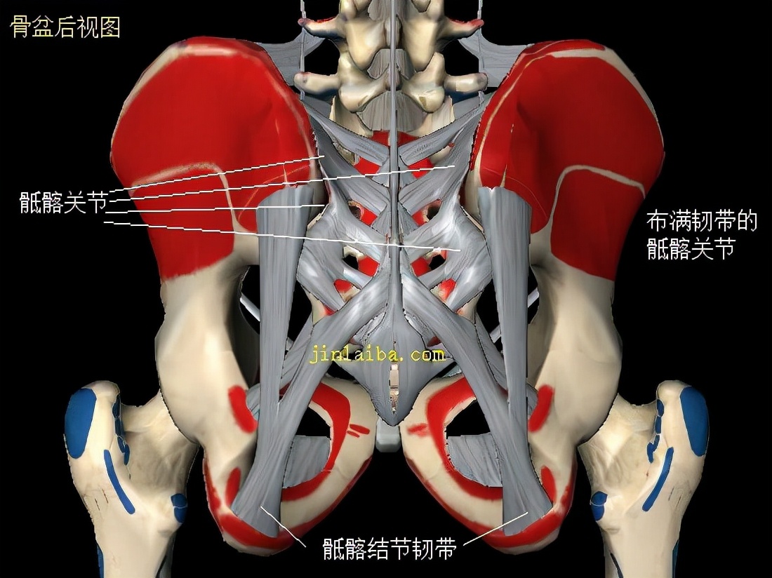 骶骨疼痛的几个常见原因骶骨疼痛什么原因