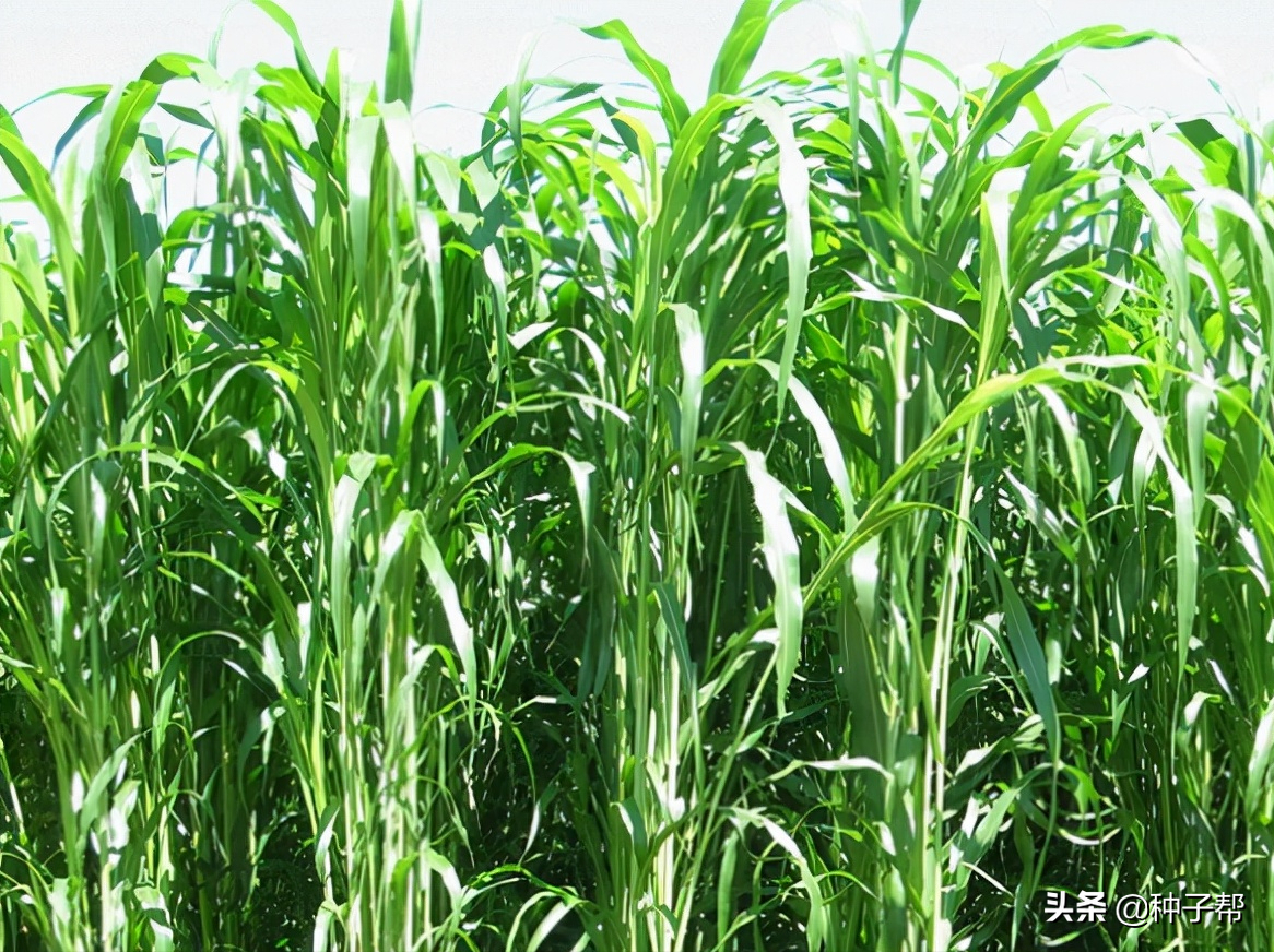 能長7米高的美國高丹草，年收割6~8次，適口性好，含糖量高