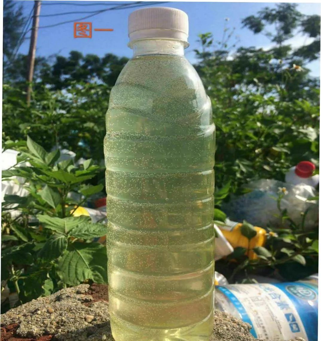 用1个矿泉水瓶快速帮你判断“藻相”好不好？