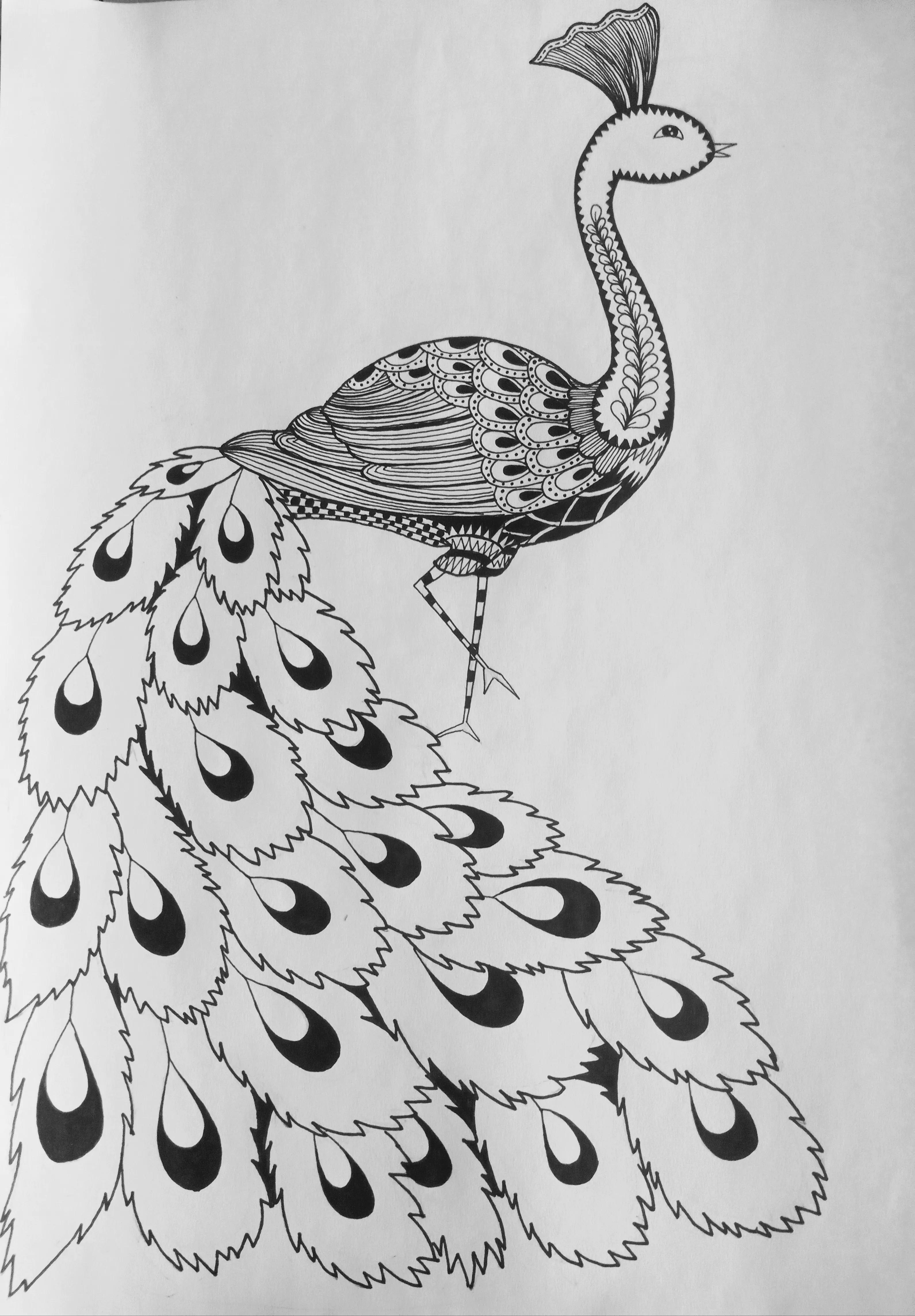 《孔雀》线描画绘画过程