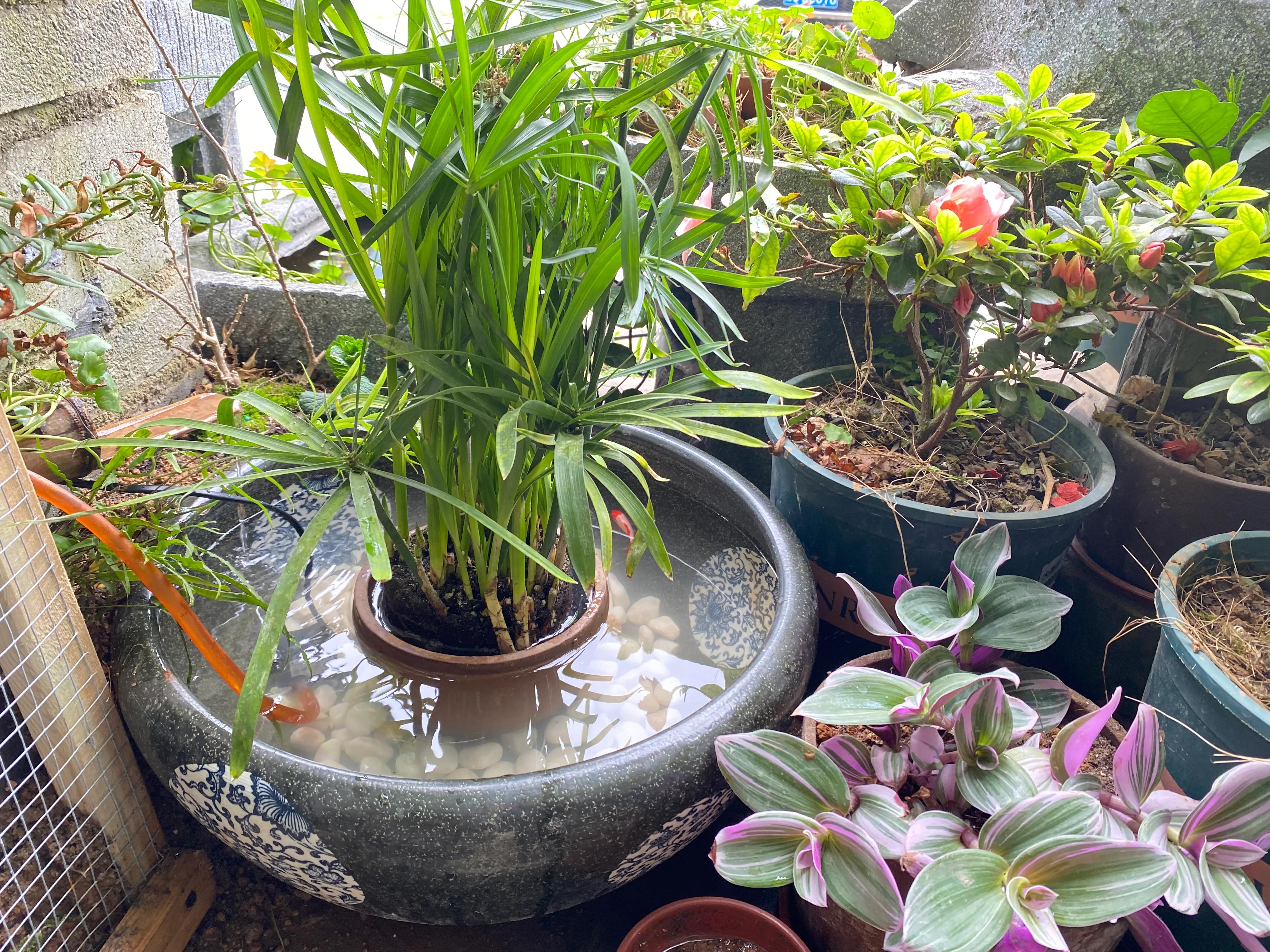 庭院鱼池如何养鱼3