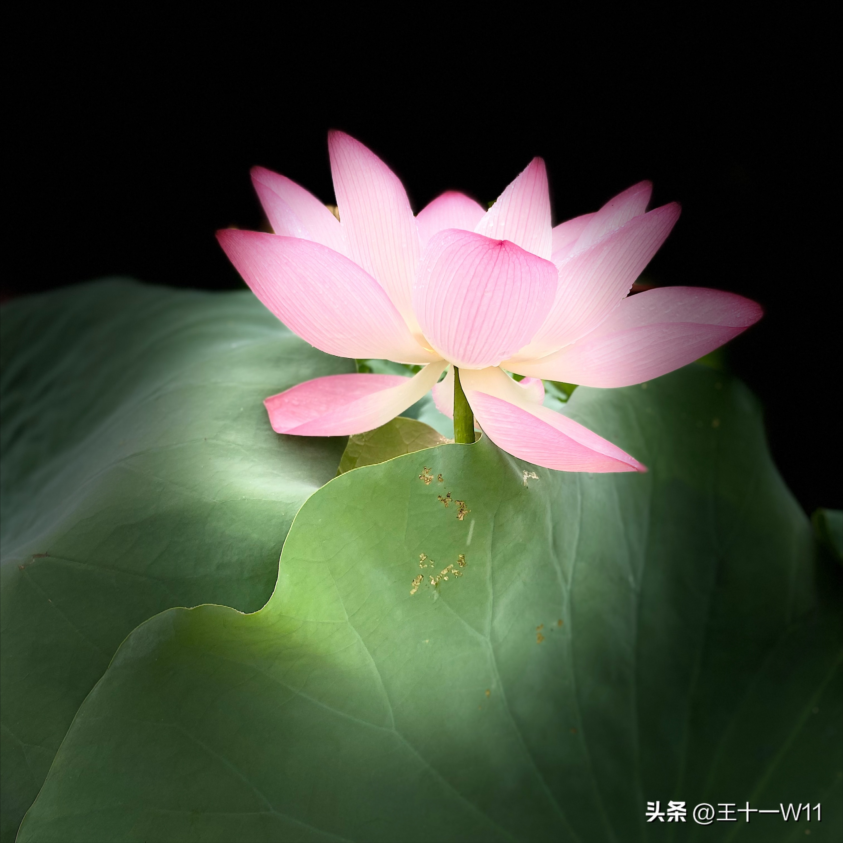 雨中漫步宝墨园，赏荷游船好惬意