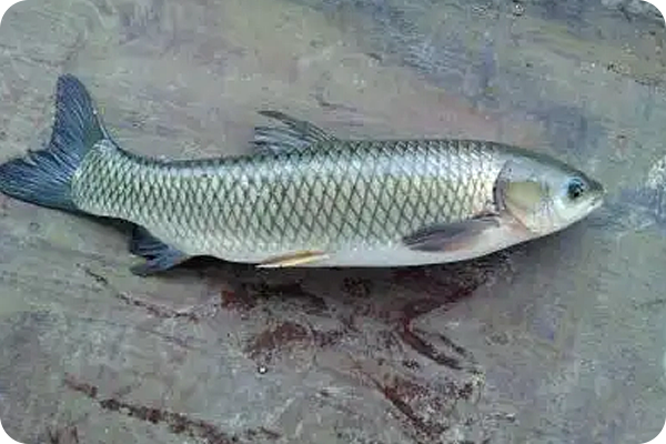 鲤鱼是人类最早养殖的鱼为什么没有成为我国的四大家鱼