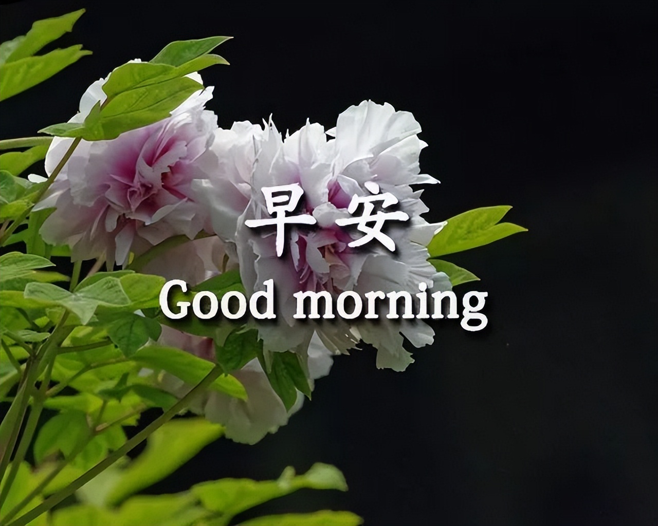 新的一周漂亮的早安祝福表情文字图片 知足是人生在世最大的幸事图片