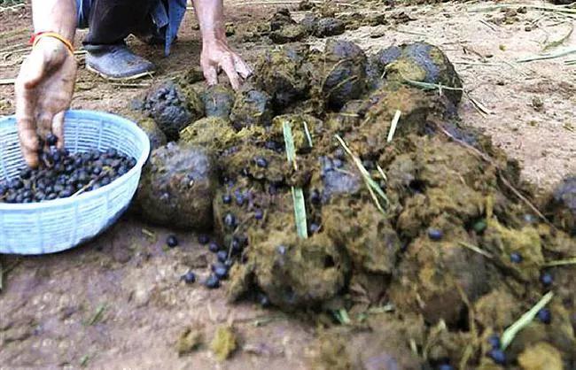 世界上最贵的十大“粪便”，猫王粘有粑粑的脏内裤价值5000英镑