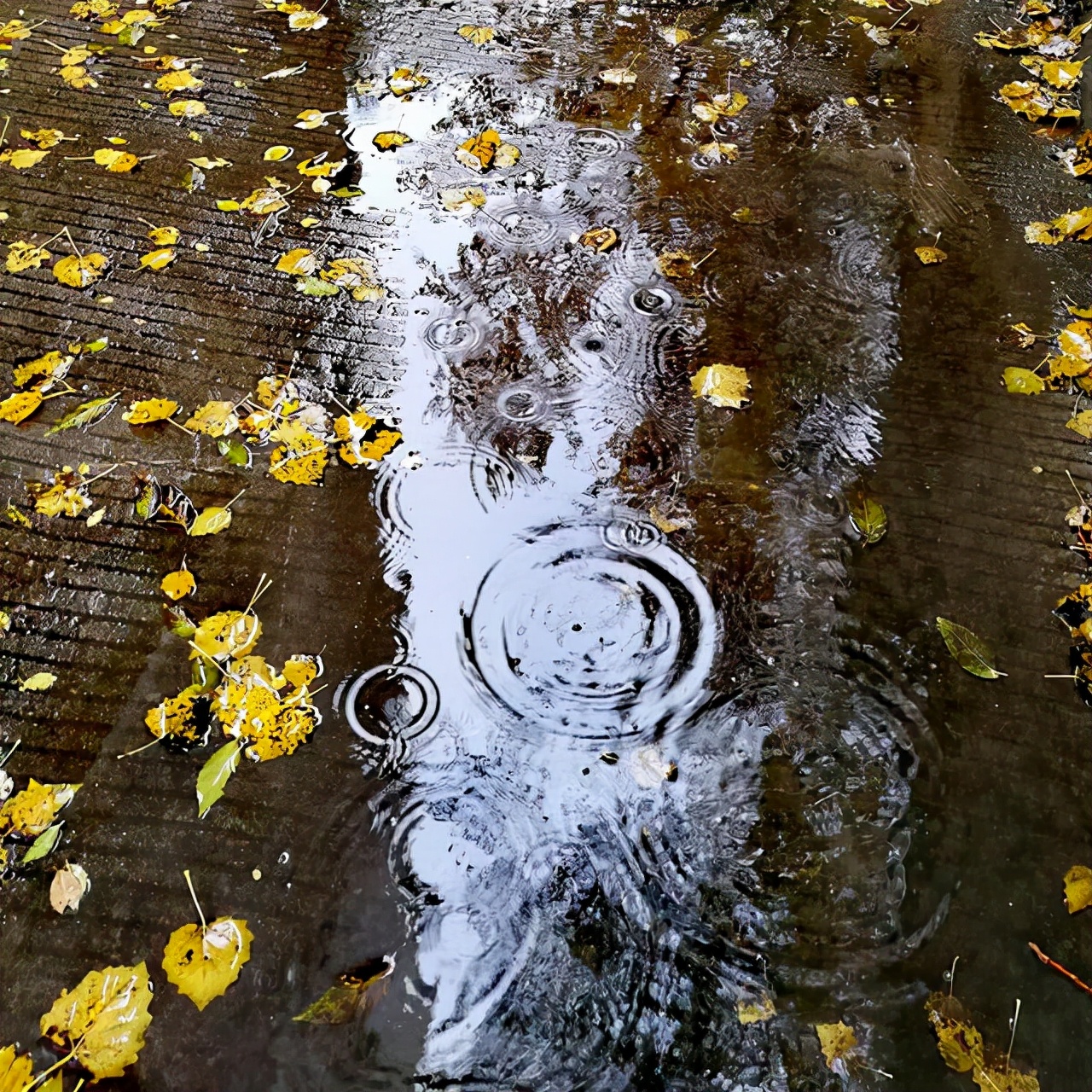 如何用一段话描写下暴雨时的情景？不同季节的雨，写不同季节的情