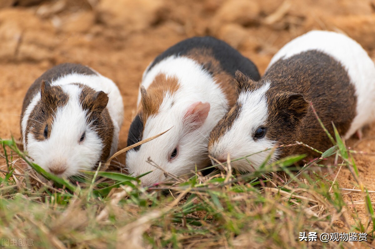 荷兰猪吃什么蔬菜最好,荷兰猪可以吃熟米饭吗
