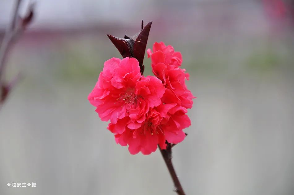 疫情挡不住春天的脚步，小编带你去看古城秦州的春暖花开