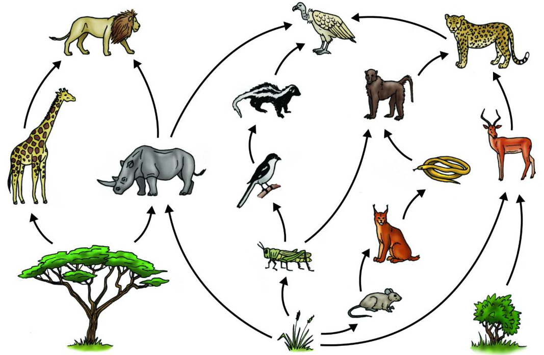 控制森林中的鹿或者其他小型食草动物,整个生物链是完整的一个闭环