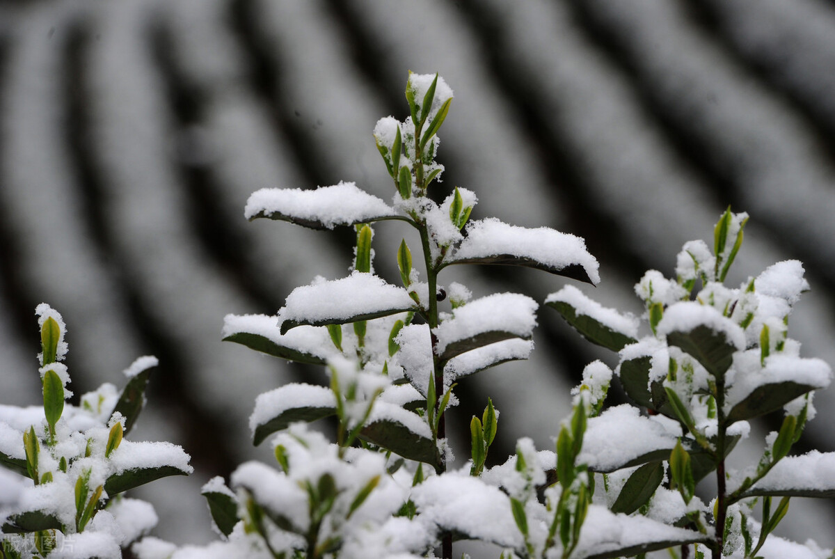 等一场雪落，赴一程流年的约定