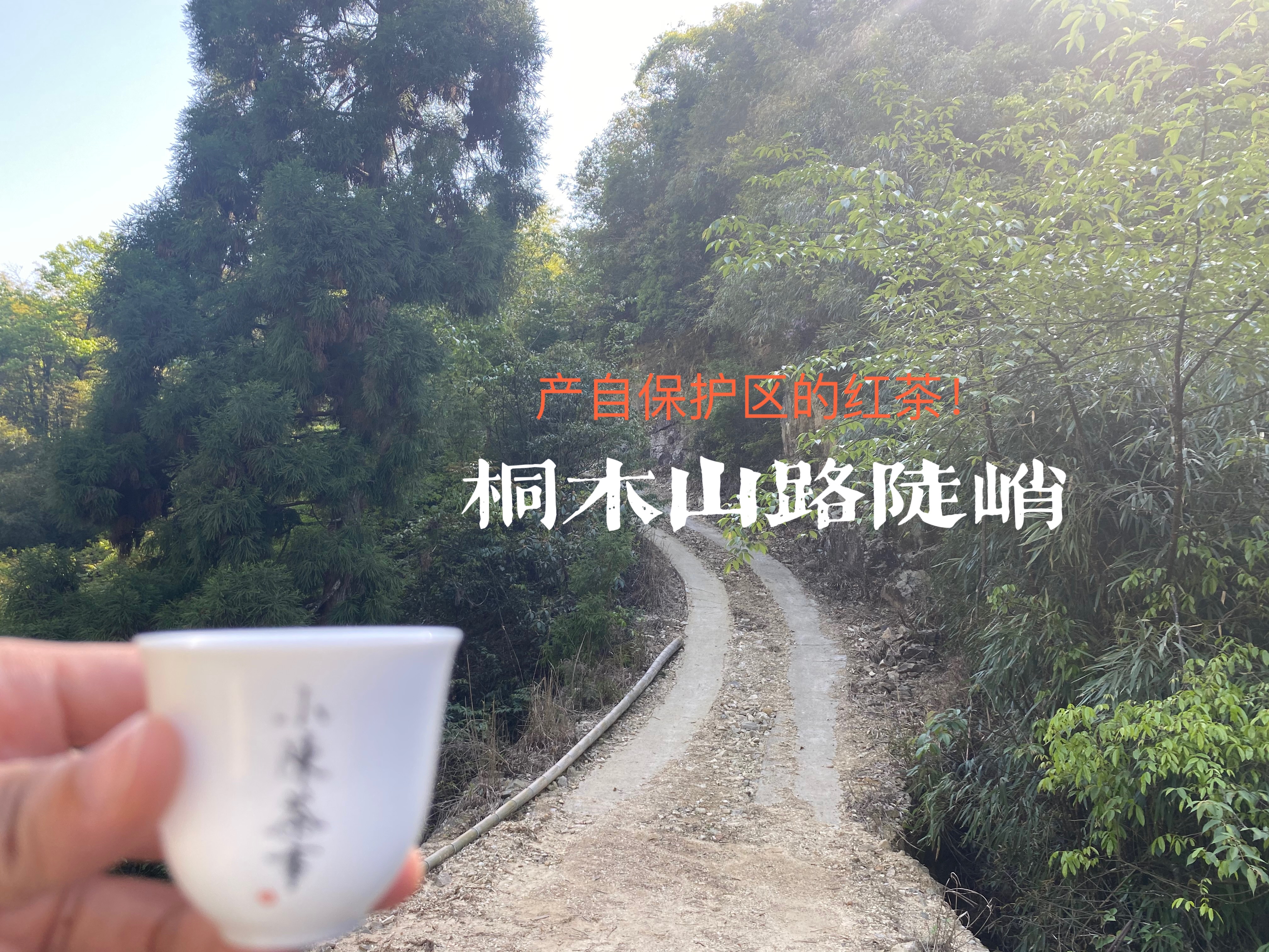 3月就有金骏眉新茶上市？问了桐木茶农，得到这份时间参考表